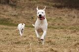DOGUE ARGENTIN 236